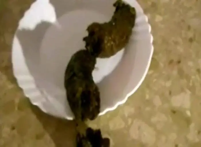 Plated SD (Ana Didovic /  2018) 15.9 MB ScatVip.com