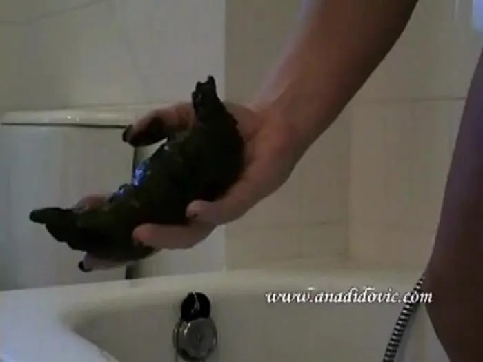 Dumperton SD (Ana Didovic /  2018) 7.37 MB ScatVip.com