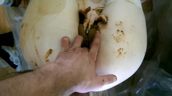 Mad Scat Girl. Complete Version PART 3 FullHD 1080p (AstraCelestial /  2018) 1.15 GB ScatVip.com