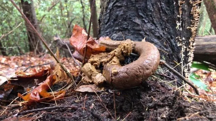 4k Huge Snaky Shit Outdoors UltraHD 4K (Goddesslucy /  2021) 584 MB ScatVip.com