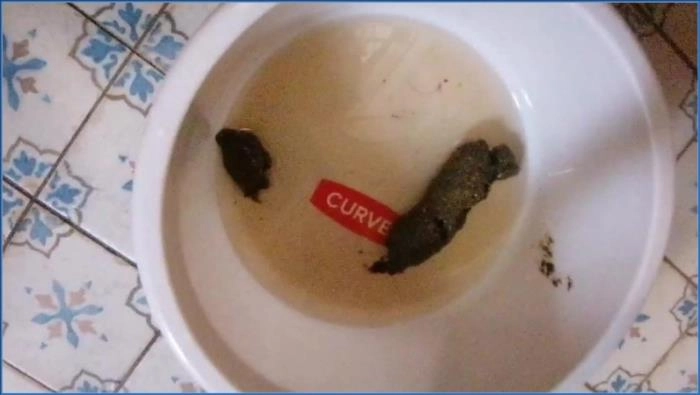 Bitchs meal  [HD 720p] Scatbook