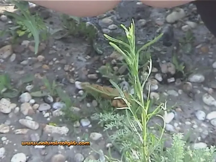 Fresh Brown Pile Tease and Dirty Scat Mess - Natural Scat Girls Clip - scat porn video at ScatVip.com