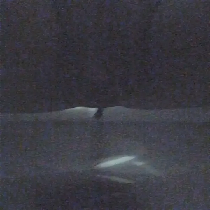 Toilet Bowl: Fast, Clean Drop in a No-Frills Scat Release - popular scat video at ScatVip